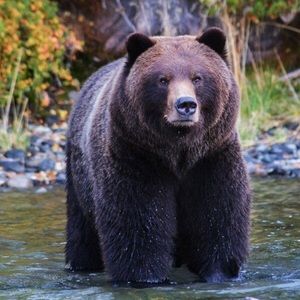 Meet your Posher, Caitlyn